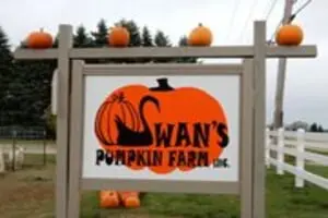 Swan's Pumpkin Farm