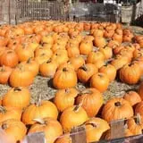 Wheaton Nurseries and Garden Center Fall Festival photo