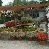 Wheaton Nurseries and Garden Center Fall Festival photo