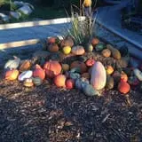 Wheaton Nurseries and Garden Center Fall Festival photo