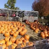 Wheaton Nurseries and Garden Center Fall Festival photo