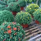 Wheaton Nurseries and Garden Center Fall Festival photo