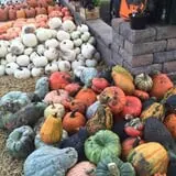 Wheaton Nurseries and Garden Center Fall Festival photo