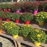 Wheaton Nurseries and Garden Center Fall Festival photo
