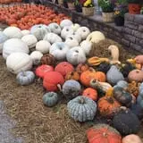 Wheaton Nurseries and Garden Center Fall Festival photo