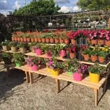 Wheaton Nurseries and Garden Center Fall Festival photo