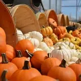 Pumpkin Junction photo