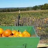 Pumpkin Junction photo