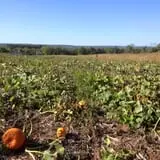 Pumpkin Junction photo