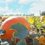 Pumpkin Junction photo