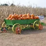 Pumpkin Junction photo