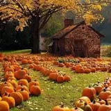 Pumpkin Junction photo