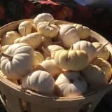 Pumpkin Junction photo
