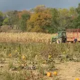 Pumpkin Junction photo