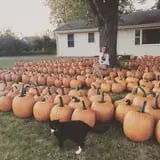 Iowa Orchard photo