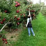 Iowa Orchard photo