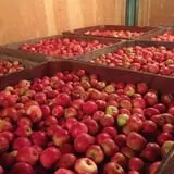 Iowa Orchard photo