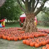Iowa Orchard photo