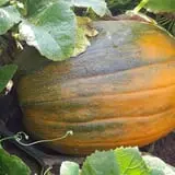 P and M Pumpkin Ranch LLC photo