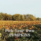 P and M Pumpkin Ranch LLC photo