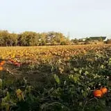 P and M Pumpkin Ranch LLC photo