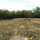 P and M Pumpkin Ranch LLC photo