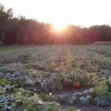 P and M Pumpkin Ranch LLC photo