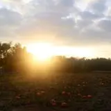 P and M Pumpkin Ranch LLC photo