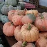 P and M Pumpkin Ranch LLC photo
