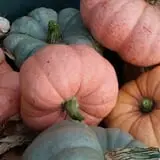 P and M Pumpkin Ranch LLC photo