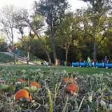 P and M Pumpkin Ranch LLC photo