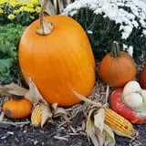 P and M Pumpkin Ranch LLC photo