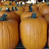 P and M Pumpkin Ranch LLC photo