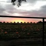 P and M Pumpkin Ranch LLC photo