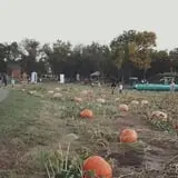 P and M Pumpkin Ranch LLC photo