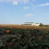 P and M Pumpkin Ranch LLC photo