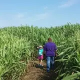 P and M Pumpkin Ranch LLC photo
