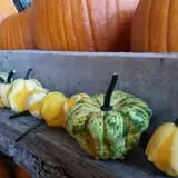 P and M Pumpkin Ranch LLC photo