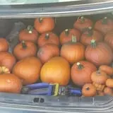 P and M Pumpkin Ranch LLC photo