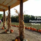 P and M Pumpkin Ranch LLC photo