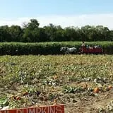 P and M Pumpkin Ranch LLC photo