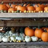 P and M Pumpkin Ranch LLC photo