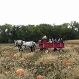 P and M Pumpkin Ranch LLC photo