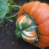 P and M Pumpkin Ranch LLC photo