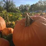 Shuckle's Corn Maze & Pumpkin Patch at Fiddle Dee Farms photo