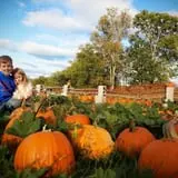 Shuckle's Corn Maze & Pumpkin Patch at Fiddle Dee Farms photo