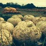 Shuckle's Corn Maze & Pumpkin Patch at Fiddle Dee Farms photo