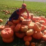 Shuckle's Corn Maze & Pumpkin Patch at Fiddle Dee Farms photo