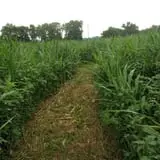 Shuckle's Corn Maze & Pumpkin Patch at Fiddle Dee Farms photo
