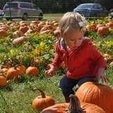 Shuckle's Corn Maze & Pumpkin Patch at Fiddle Dee Farms photo